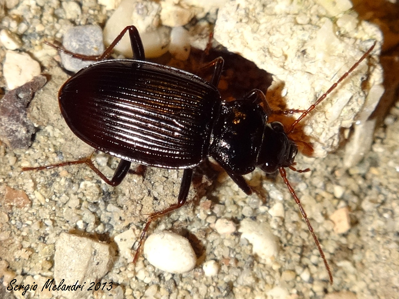 ID 1: Nebria brevicollis